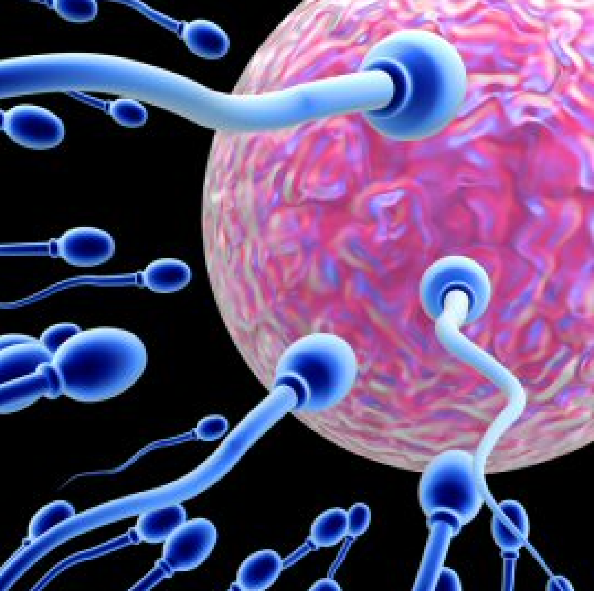 Θέλω να μείνω έγκυος: Η μέθοδος «Το σπέρμα συναντά το αβγό»
