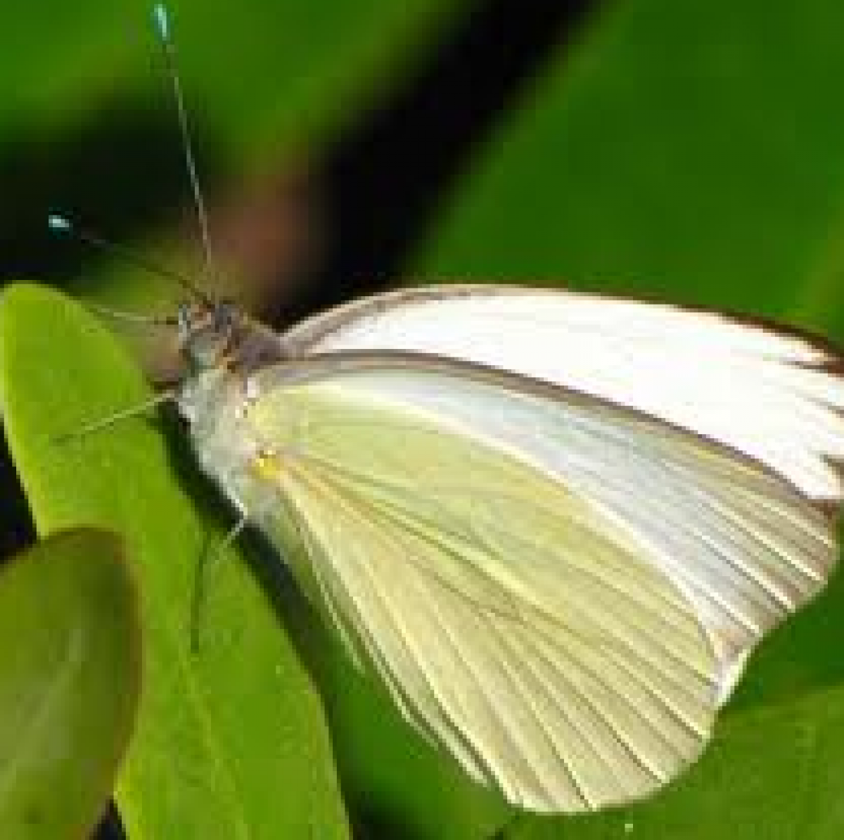 Μία μικρή άσπρη πεταλούδα