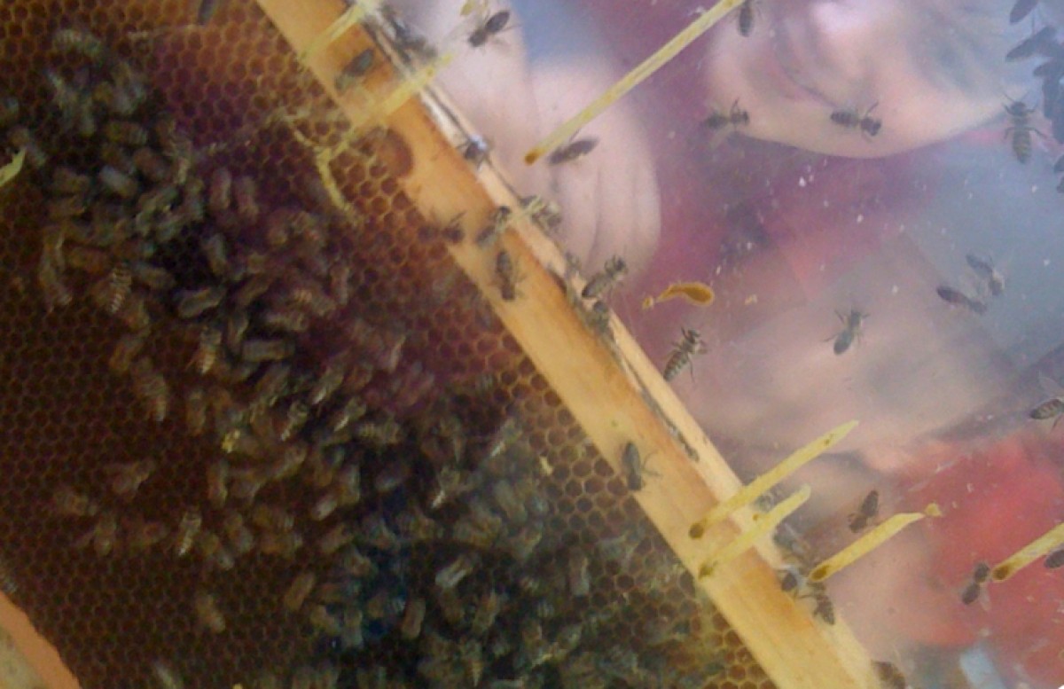 Μάθετε όλα τα μυστικά της μέλισσας και της κυψέλης!
