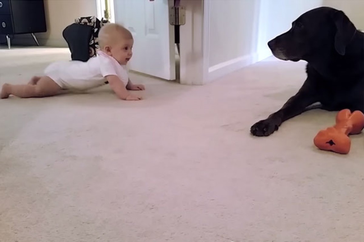 [Βίντεο] Μια μικρούλα μπουσουλάει για πρώτη φορά με δασκάλα… τη σκυλίτσα της!