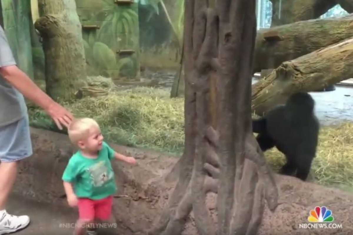 Νήπιο και γοριλάκι παίζουν κρυφτό στον ζωολογικό κήπο