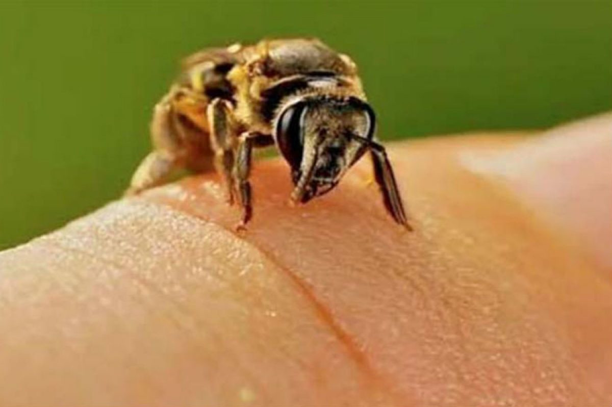 Πως καταπολεμάμε το τσίμπημα της σφήκας η της μέλισσας
