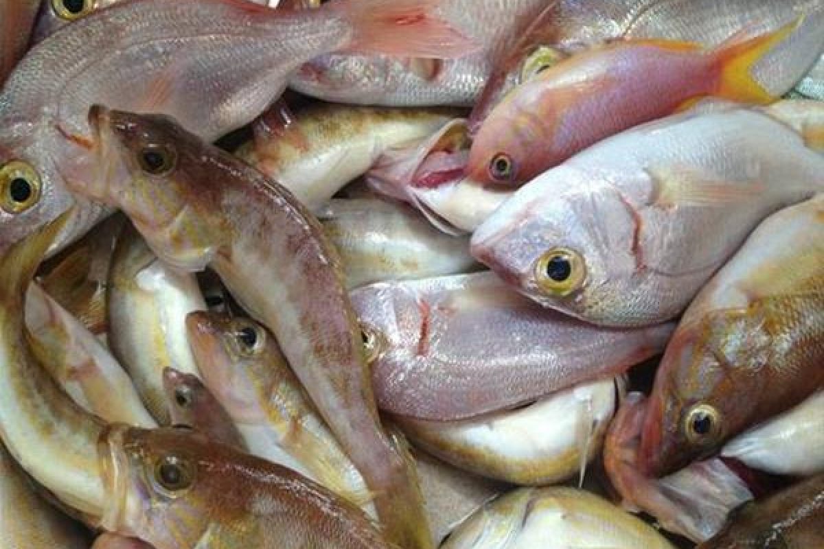 Γεμάτα αντιβιοτικά και ψυχοφάρμακα τα ψάρια που τρώμε επισημαίνει ο πρύτανης και διευθυντής του τμήματος Χημείας του Πανεπιστημίου Ιωαννίνων