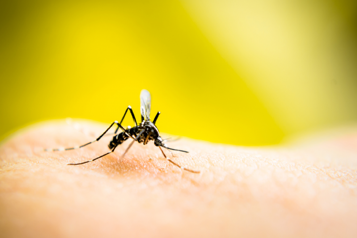 7+1 Τρόποι για να Εξαφανίσεις τα κουνούπια από το Σπίτι σου!