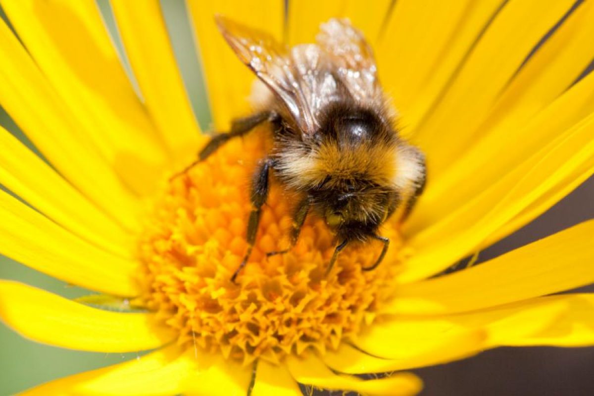 Οι μέλισσες, αντανάκλαση μιας ανώτερης νοημοσύνης