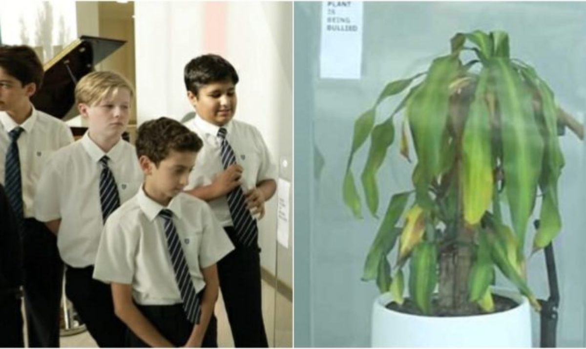 Ζητήθηκε από παιδιά να κάνουν bullying σε ένα φυτό και 30 ημέρες μετά το φυτό μαράθηκε