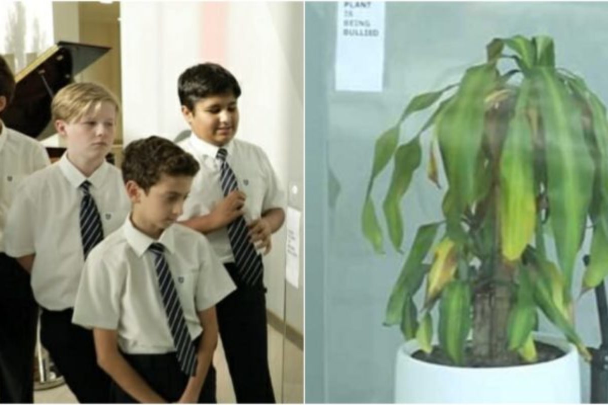 Ζητήθηκε από παιδιά να κάνουν bullying σε ένα φυτό και 30 ημέρες μετά το φυτό μαράθηκε