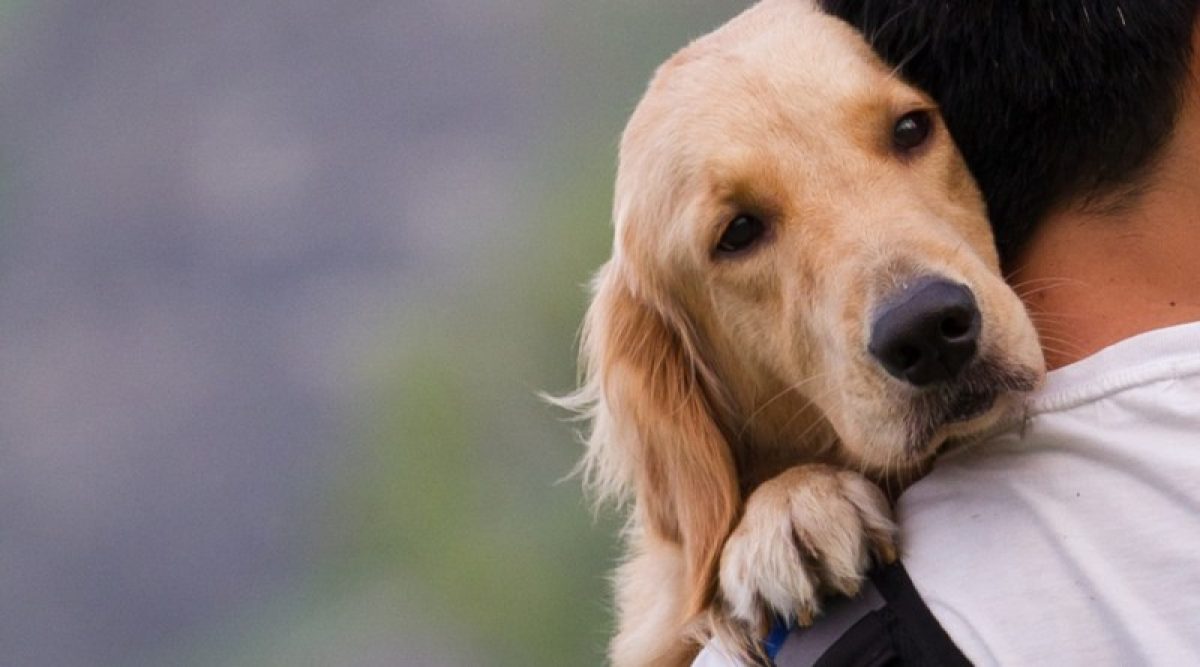 9 τρόποι με τους οποιους ο σκύλος σας λέει «Σε αγαπώ»
