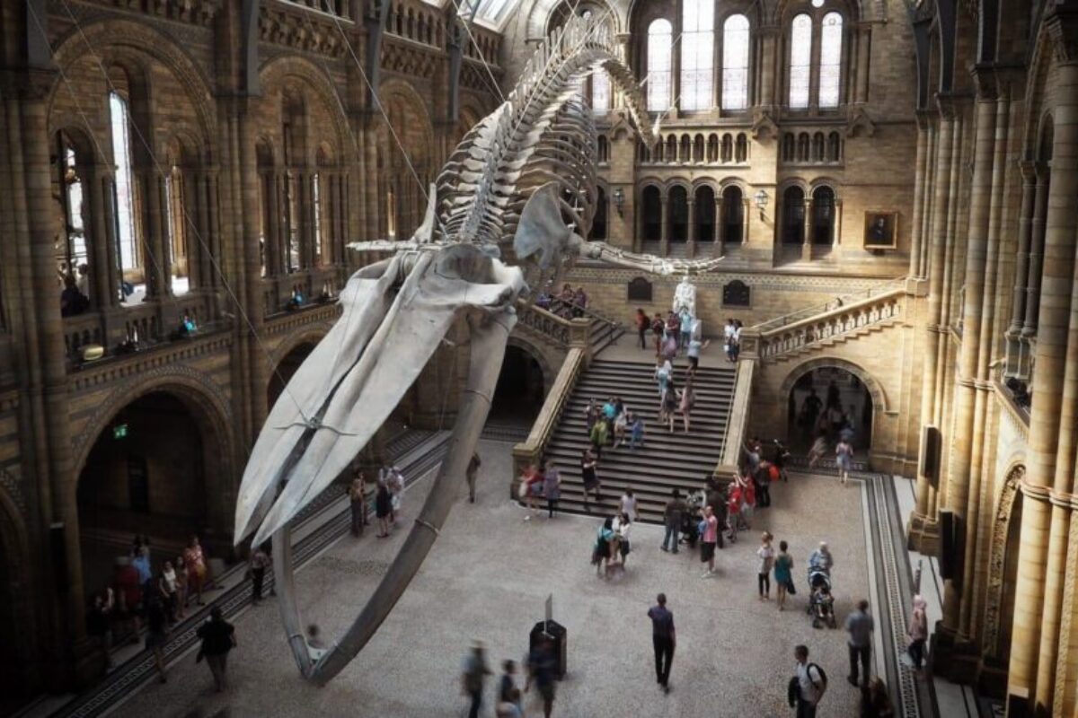 Επισκεπτόμαστε online το Μουσείο Φυσικής Ιστορίας του Λονδίνου με τη μεγάλη συλλογή από σκελετούς δεινοσαύρων