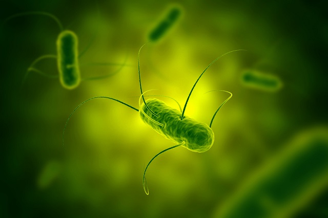 Green salmonella bacterium with flagella microscopic view in fluid 3D illustration