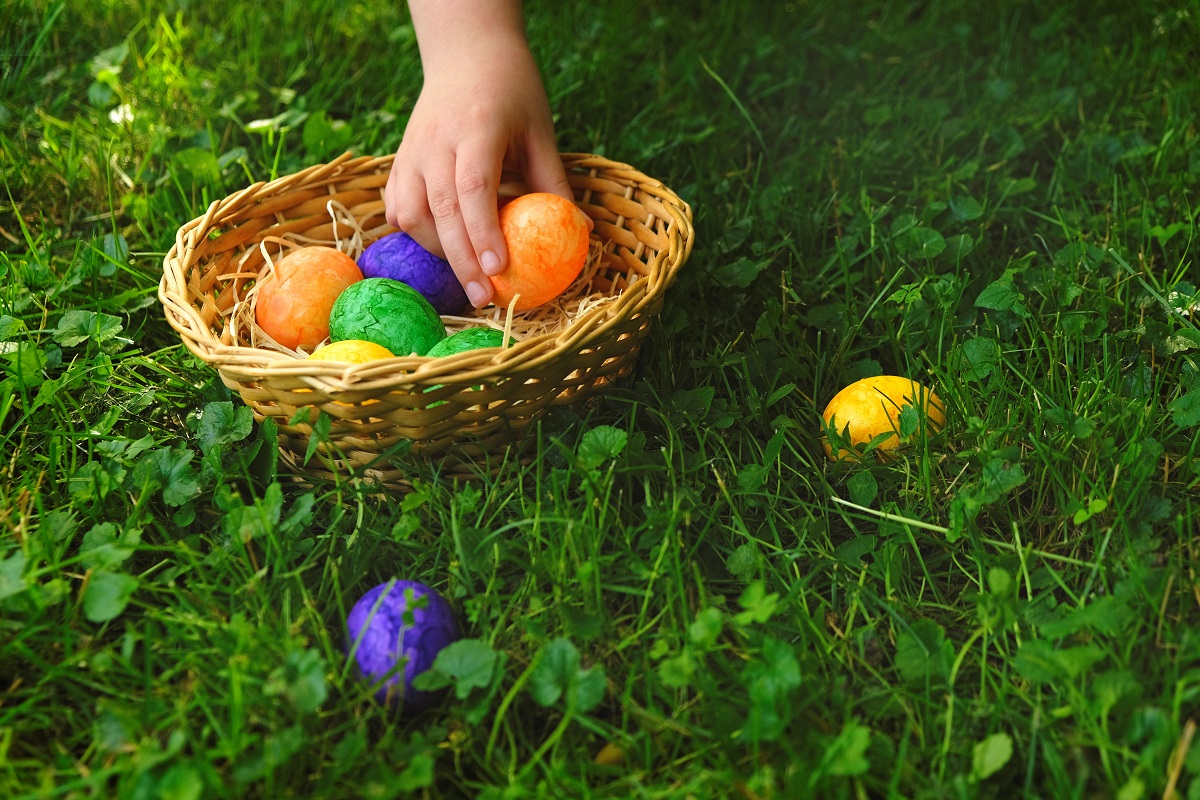 Collecting Easter eggs.Easter Egg Hunt. Child collects Easter eggs in a basket in the spring garden.Colorful easter eggs. Religious holiday tradition.