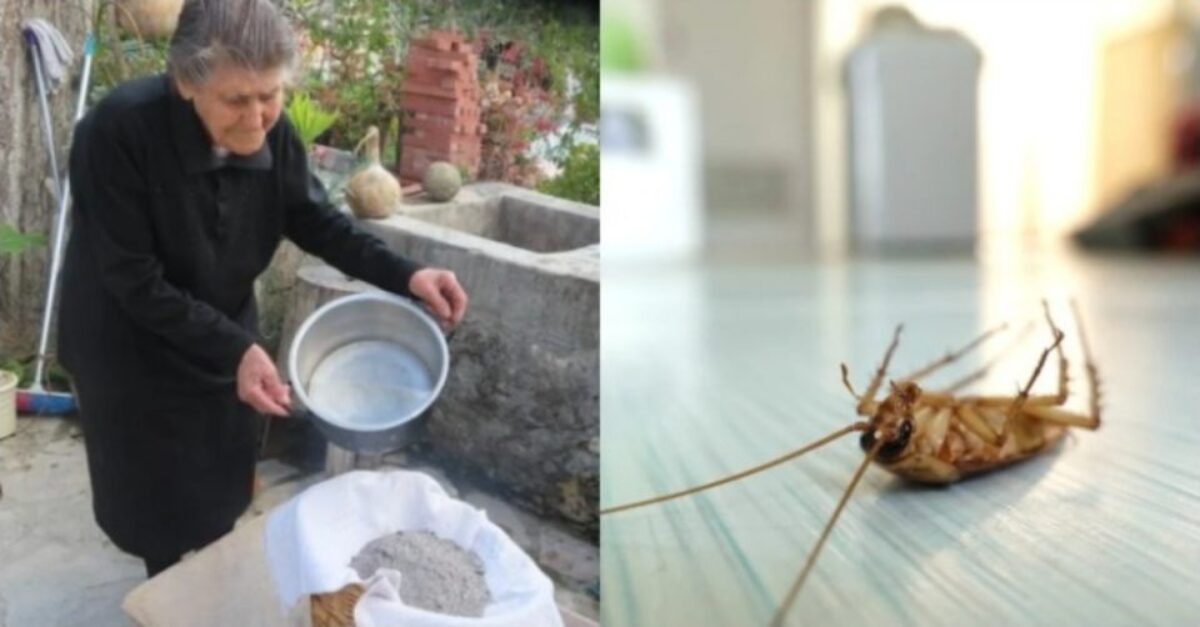 Ακαριαίος θάνατος για κατσαρίδες και μυρμήγκια: Το κόλπο της γιαγιάς με την στάχτη που κάνει θαύματα