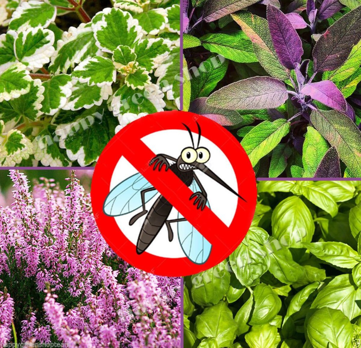 Τα αντικουνουπικά της φύσης: 10 φυτά για τον κήπο ή το μπαλκόνι σας, που διώχνουν τα κουνούπια το καλοκαίρι
