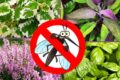 Τα αντικουνουπικά της φύσης: 10 φυτά για τον κήπο ή το μπαλκόνι σας, που διώχνουν τα κουνούπια το καλοκαίρι